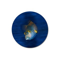 Fish Blue Animal Water Nature Magnet 3  (Round)