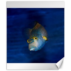 Fish Blue Animal Water Nature Canvas 8  x 10 