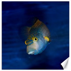 Fish Blue Animal Water Nature Canvas 20  X 20   by Amaryn4rt