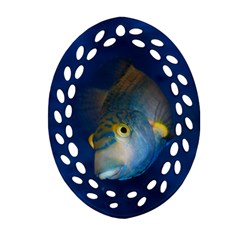 Fish Blue Animal Water Nature Ornament (oval Filigree)  by Amaryn4rt