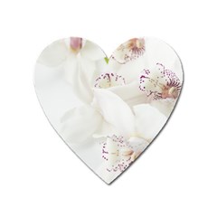 Orchids Flowers White Background Heart Magnet