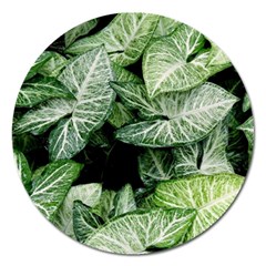 Green Leaves Nature Pattern Plant Magnet 5  (round) by Amaryn4rt