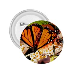 Monarch Butterfly Nature Orange 2 25  Buttons by Amaryn4rt