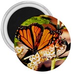 Monarch Butterfly Nature Orange 3  Magnets Front