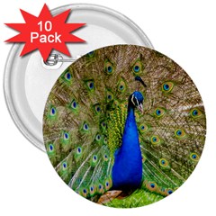 Peacock Animal Photography Beautiful 3  Buttons (10 pack) 