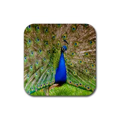 Peacock Animal Photography Beautiful Rubber Coaster (Square) 