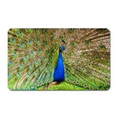 Peacock Animal Photography Beautiful Magnet (Rectangular)