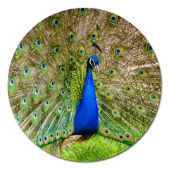 Peacock Animal Photography Beautiful Magnet 5  (Round)