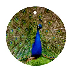 Peacock Animal Photography Beautiful Round Ornament (Two Sides)