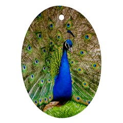 Peacock Animal Photography Beautiful Oval Ornament (Two Sides)