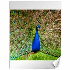 Peacock Animal Photography Beautiful Canvas 36  X 48  