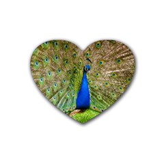 Peacock Animal Photography Beautiful Rubber Coaster (Heart) 