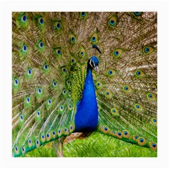 Peacock Animal Photography Beautiful Medium Glasses Cloth