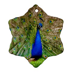 Peacock Animal Photography Beautiful Ornament (Snowflake)