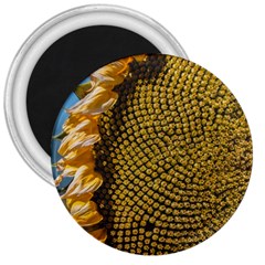 Sunflower Bright Close Up Color Disk Florets 3  Magnets by Amaryn4rt