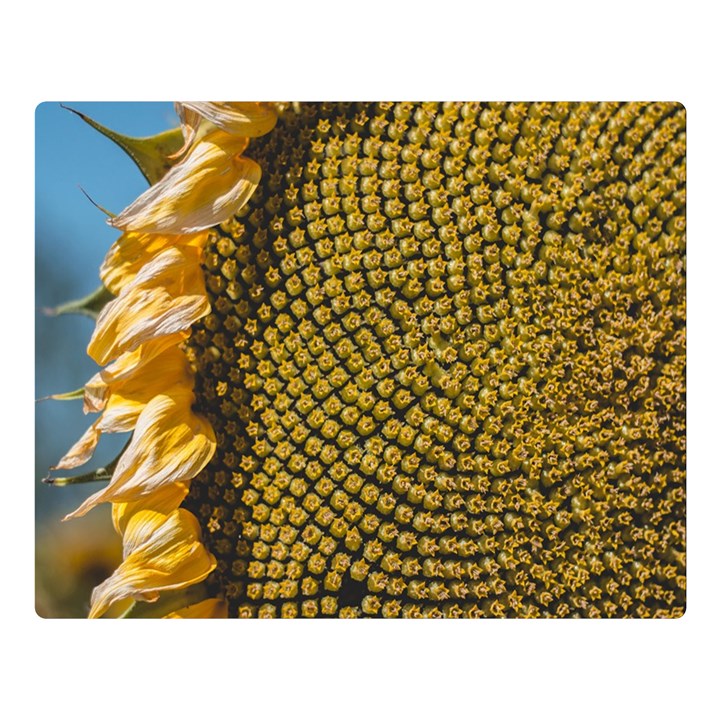 Sunflower Bright Close Up Color Disk Florets Double Sided Flano Blanket (Large) 