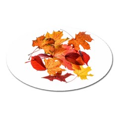 Autumn Leaves Leaf Transparent Oval Magnet by Amaryn4rt