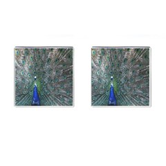 Peacock Four Spot Feather Bird Cufflinks (square) by Nexatart