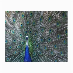 Peacock Four Spot Feather Bird Small Glasses Cloth (2-side)