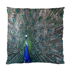 Peacock Four Spot Feather Bird Standard Cushion Case (one Side) by Nexatart