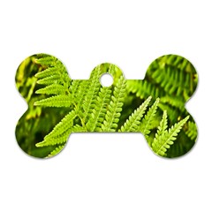Fern Nature Green Plant Dog Tag Bone (two Sides) by Nexatart