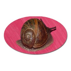 Snail Pink Background Oval Magnet by Nexatart