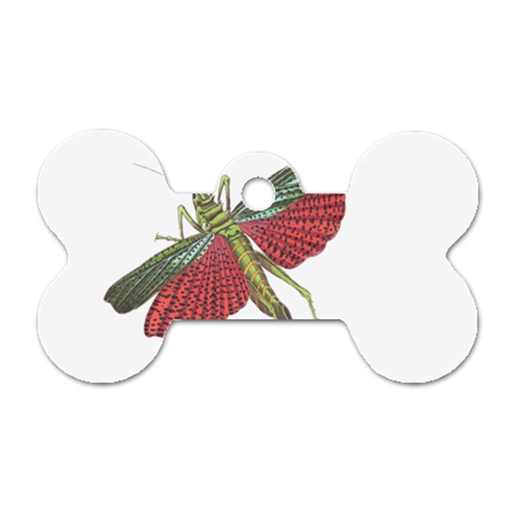 Grasshopper Insect Animal Isolated Dog Tag Bone (Two Sides)