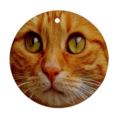 Cat Red Cute Mackerel Tiger Sweet Round Ornament (two Sides) by Nexatart