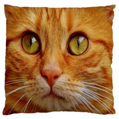 Cat Red Cute Mackerel Tiger Sweet Large Flano Cushion Case (two Sides) by Nexatart