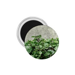 Plants Against Concrete Wall Background 1 75  Magnets by dflcprints