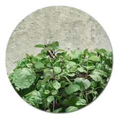 Plants Against Concrete Wall Background Magnet 5  (round) by dflcprints