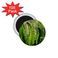 Fern Ferns Green Nature Foliage 1 75  Magnets (100 Pack)  by Nexatart