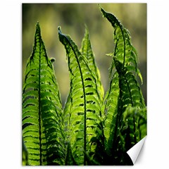 Fern Ferns Green Nature Foliage Canvas 12  X 16   by Nexatart