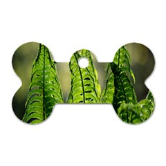 Fern Ferns Green Nature Foliage Dog Tag Bone (one Side) by Nexatart