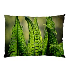 Fern Ferns Green Nature Foliage Pillow Case (two Sides) by Nexatart