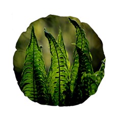 Fern Ferns Green Nature Foliage Standard 15  Premium Flano Round Cushions by Nexatart