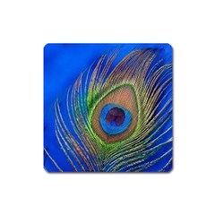 Blue Peacock Feather Square Magnet by Amaryn4rt