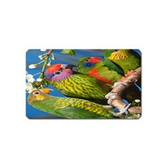 Beautifull Parrots Bird Magnet (name Card) by Nexatart