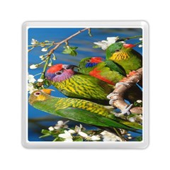 Beautifull Parrots Bird Memory Card Reader (square)  by Nexatart