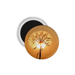 Dandelion Sun Dew Water Plants 1 75  Magnets by Nexatart