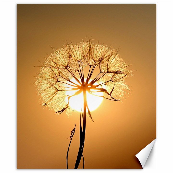 Dandelion Sun Dew Water Plants Canvas 8  x 10 