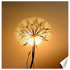 Dandelion Sun Dew Water Plants Canvas 12  X 12  