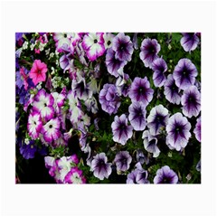 Flowers Blossom Bloom Plant Nature Small Glasses Cloth by Nexatart