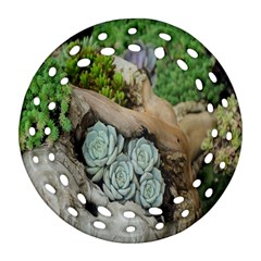 Plant Succulent Plants Flower Wood Round Filigree Ornament (two Sides) by Nexatart