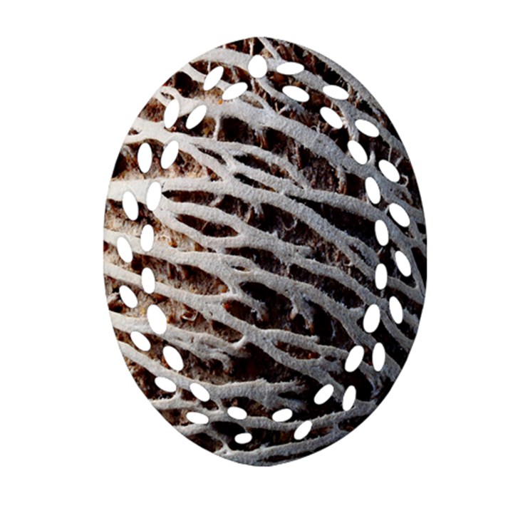 Seed Worn Lines Close Macro Oval Filigree Ornament (Two Sides)
