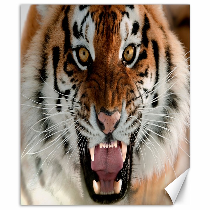 Tiger  Canvas 8  x 10 
