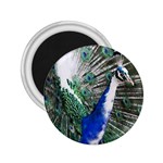 Animal Photography Peacock Bird 2.25  Magnets Front