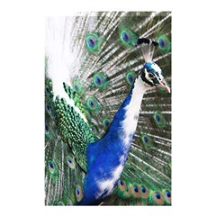 Animal Photography Peacock Bird Shower Curtain 48  X 72  (small) 