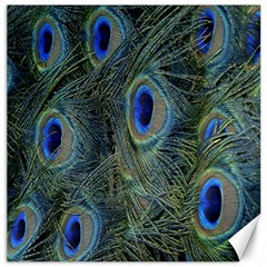 Peacock Feathers Blue Bird Nature Canvas 12  X 12   by Amaryn4rt