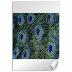 Peacock Feathers Blue Bird Nature Canvas 20  X 30   by Amaryn4rt